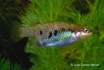 Characodon lateralis