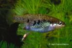Characodon lateralis
