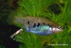 Characodon lateralis
