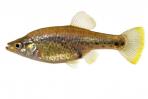 Chapalichthys pardalis