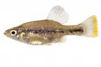Chapalichthys pardalis