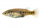 Characodon lateralis