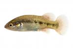 Characodon lateralis