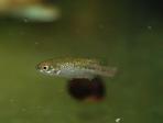 Allotoca goslinei