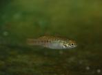 Allotoca goslinei