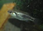 Xenotoca melanosoma