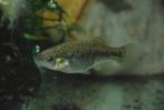 Xenotoca melanosoma