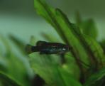 Allotoca maculata