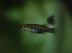 Allotoca maculata