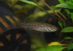 Allotoca goslinei