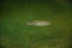 Allotoca goslinei