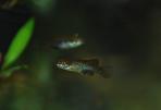 Allotoca maculata