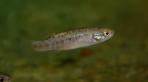 Allotoca goslinei
