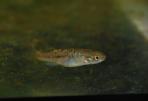 Allotoca goslinei