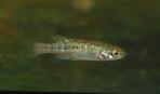 Allotoca goslinei