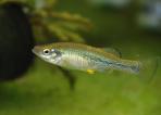 Ilyodon whitei