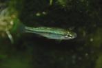 Ilyodon whitei