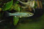 Ilyodon whitei