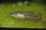 Ilyodon whitei