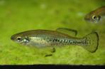 Ilyodon whitei