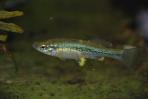 Ilyodon whitei