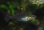 Zoogoneticus purhepechus