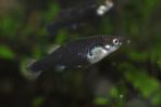 Allotoca dugesii