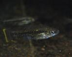 Chapalichthys pardalis