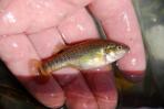 Allodontichthys tamazulae
