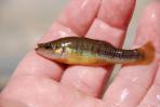 Allodontichthys tamazulae
