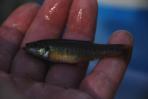 Allodontichthys tamazulae