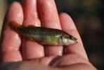 Allodontichthys tamazulae