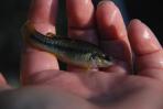 Allodontichthys tamazulae