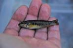 Allodontichthys zonistius