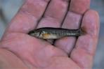 Allodontichthys zonistius