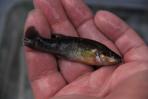 Allodontichthys zonistius