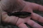Allodontichthys zonistius