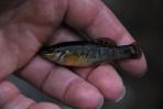 Allodontichthys zonistius