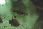 Xenotoca melanosoma