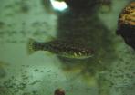 Xenotoca melanosoma