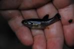 Allodontichthys zonistius