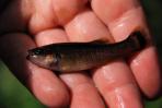 Allodontichthys zonistius