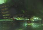 Xenotoca melanosoma