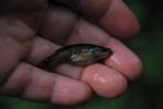 Allodontichthys zonistius