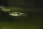Xenotoca melanosoma