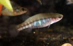 Allotoca dugesii 