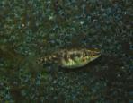 Zoogoneticus purhepechus