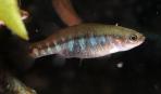 Allotoca dugesii 
