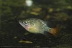 Xenotoca eiseni