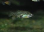 Xenotoca lyonsi